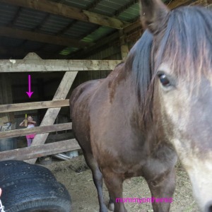 bradyn in the barn with horse